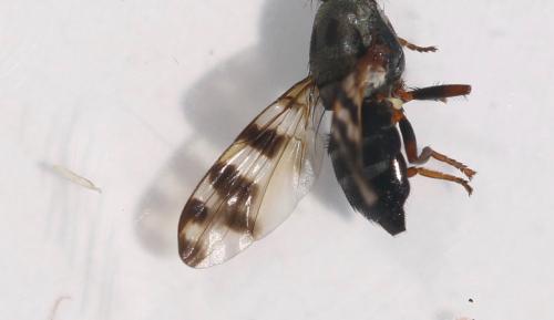 Ceroxys fraudulosa